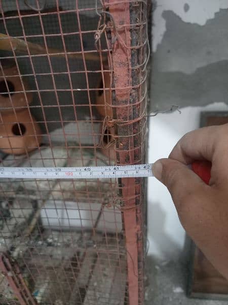 Cage And Birds For Sale 6