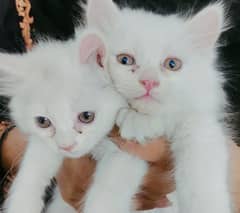White Persian Orange Eyez Quality Kittens Pair