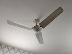 Pak Fan 56"(ceiling fan)