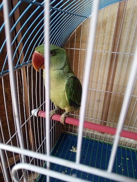 Kashmiri Green Parrot 1