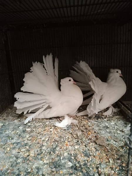 American fantail imported pigeons 1