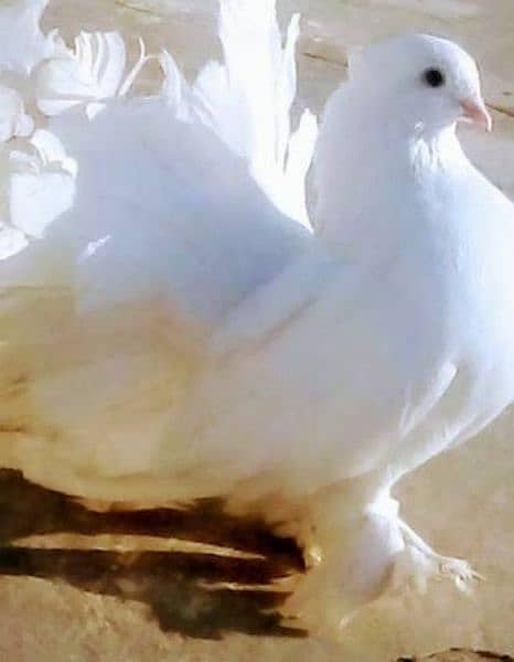 American fantail imported pigeons 3