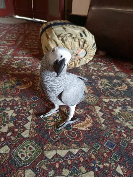 African grey parrot 4