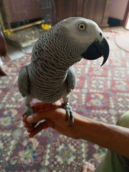 African grey parrot 5