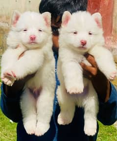 Russian puppies show quality pair long coat for sale cargo available