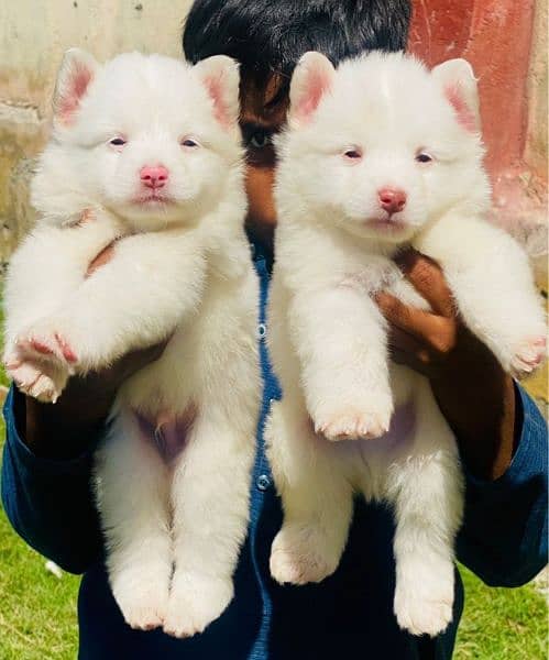 Russian puppies show quality pair long coat for sale cargo available 0