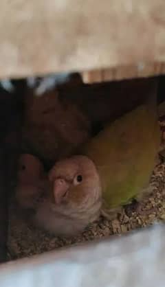 2 breeding pairs of Conures for sale