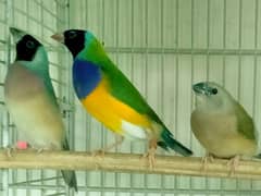 Common Gouldian  pairs,   and Benglise Breeder / foster pair
