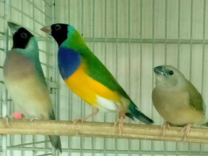 Common Gouldian  pairs,   and Benglise Breeder / foster pair 0