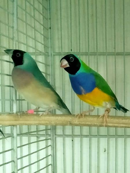 Common Gouldian  pairs,   and Benglise Breeder / foster pair 2