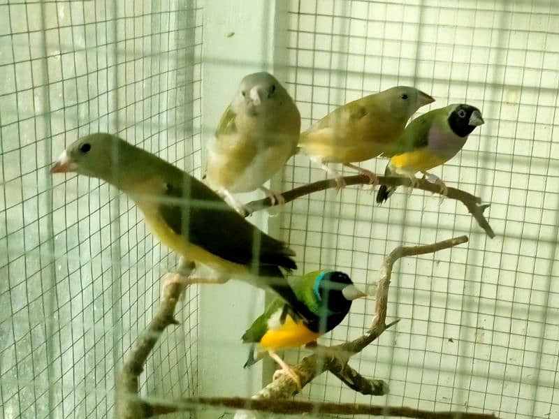 Common Gouldian  pairs,   and Benglise Breeder / foster pair 3