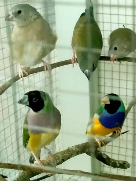 Common Gouldian  pairs,   and Benglise Breeder / foster pair 4