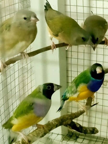 Common Gouldian  pairs,   and Benglise Breeder / foster pair 5