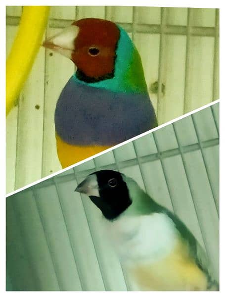 Common Gouldian  pairs,   and Benglise Breeder / foster pair 10