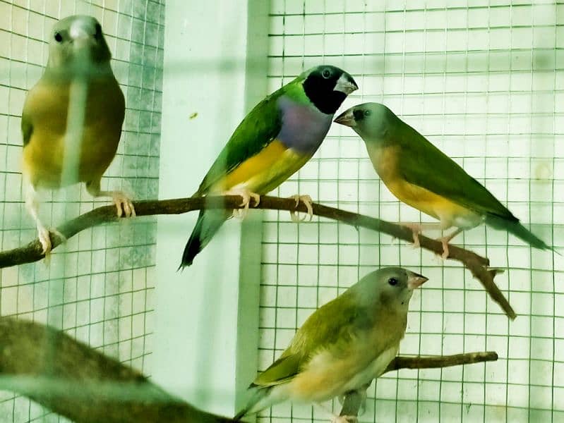 Common Gouldian  pairs,   and Benglise Breeder / foster pair 11
