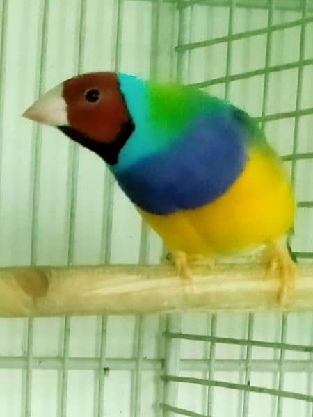 Common Gouldian  pairs,   and Benglise Breeder / foster pair 12