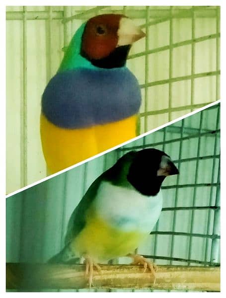 Common Gouldian  pairs,   and Benglise Breeder / foster pair 13