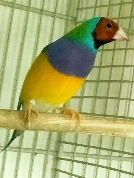 Common Gouldian  pairs,   and Benglise Breeder / foster pair 16