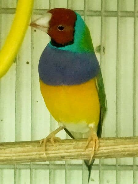 Common Gouldian  pairs,   and Benglise Breeder / foster pair 19