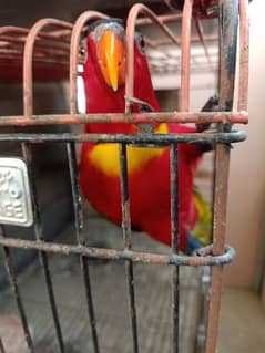 yellow bibed lory with DNA pair