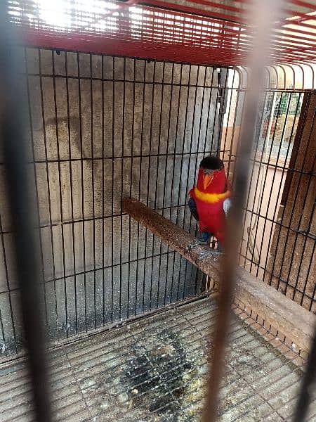 yellow bibed lory with DNA pair 1