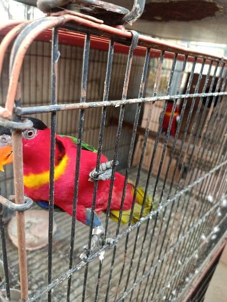 yellow bibed lory with DNA pair 2