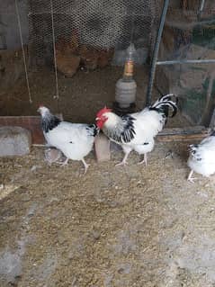 Light Sussex chicks and eggs available