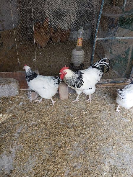 Light Sussex chicks and eggs available 0