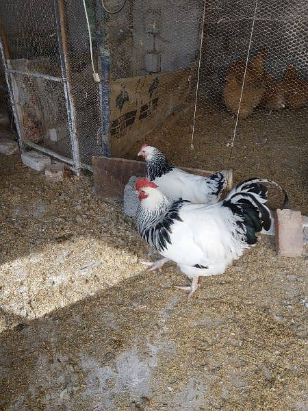 Light Sussex chicks and eggs available 1