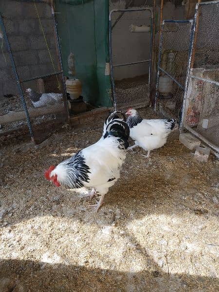 Light Sussex chicks and eggs available 2