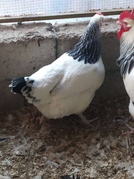 Light Sussex chicks and eggs available 4