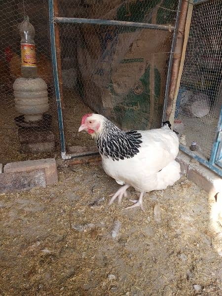 Light Sussex chicks and eggs available 5
