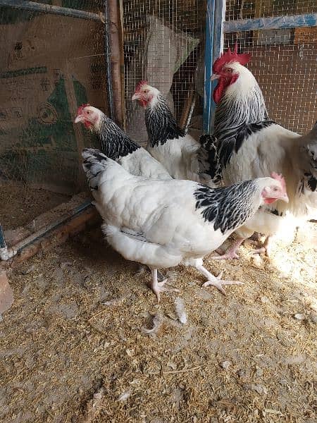 Light Sussex chicks and eggs available 8