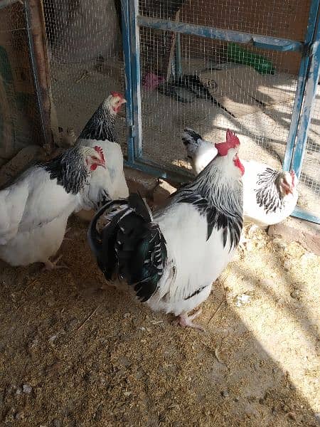 Light Sussex chicks and eggs available 9