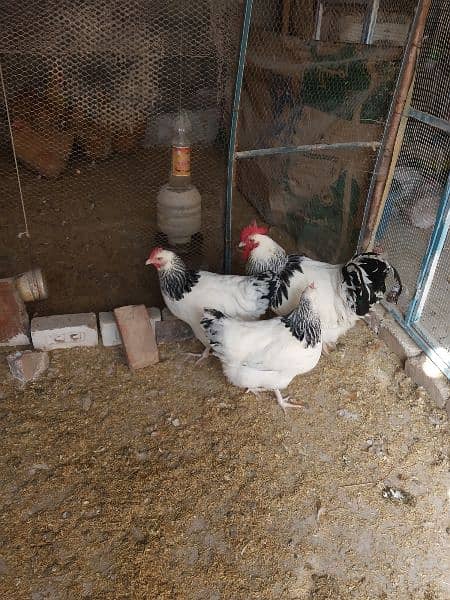Light Sussex chicks and eggs available 10