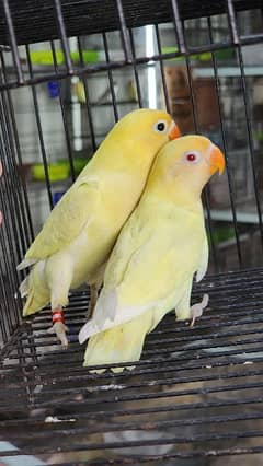 cage's and some Lovebird Breeder pair's for sale