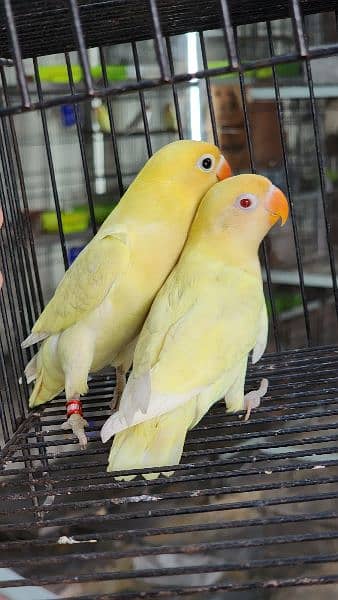 cage's and some Lovebird Breeder pair's for sale 0