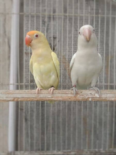 cage's and some Lovebird Breeder pair's for sale 1