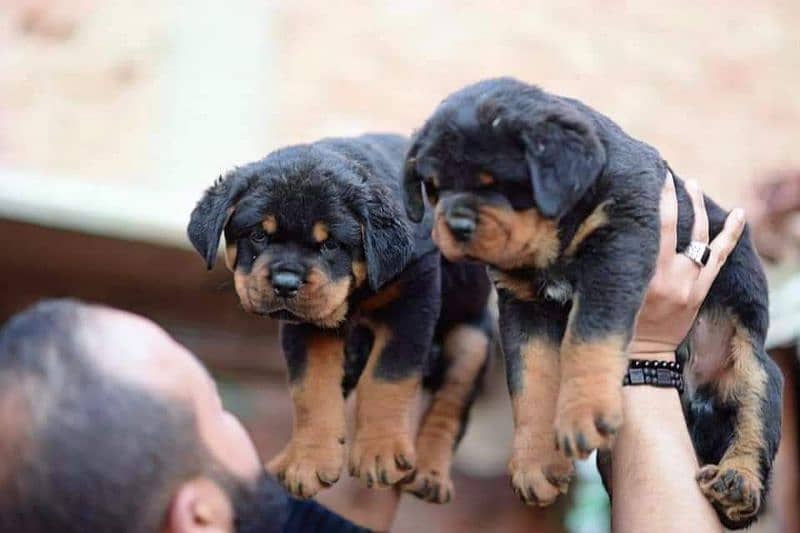 Rottweiler puppies available for sale 0