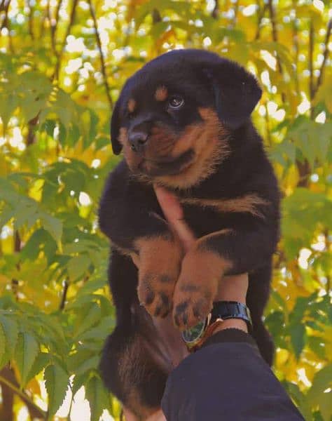 Rottweiler puppies available for sale 2
