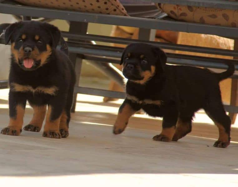 Rottweiler puppies available for sale 4