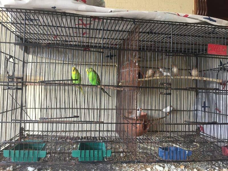 cages,budgies,finches 1