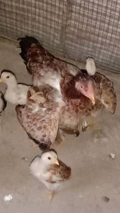 2 Male Hens 3 Famale Child 8 small hens