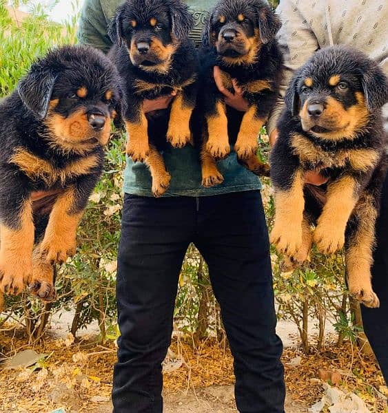 Rottweiler puppies available for sale 0