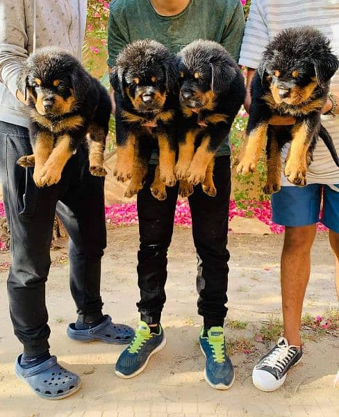 Rottweiler puppies available for sale 1