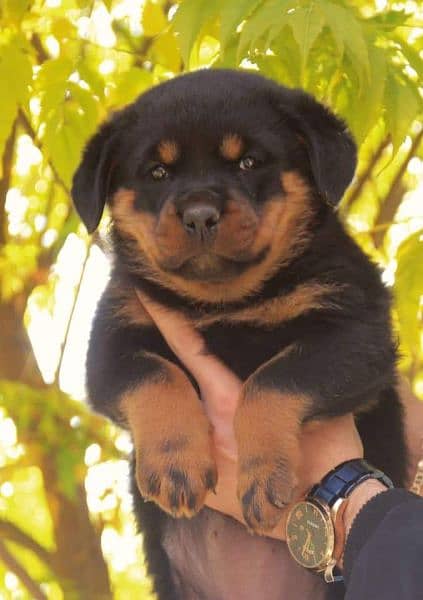 Rottweiler puppies available for sale 3