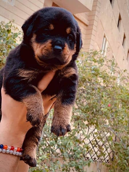 Rottweiler puppies available for sale 4