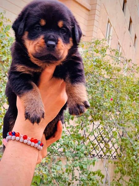 Rottweiler puppies available for sale 5