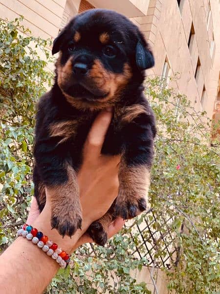 Rottweiler puppies available for sale 6
