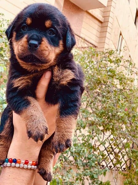 Rottweiler puppies available for sale 7